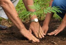 “Doomo Saltado, apoya la reforestación urbana en Lince”